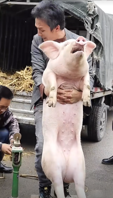 赤峰市賣豬的電話地址是多少-第1張圖片