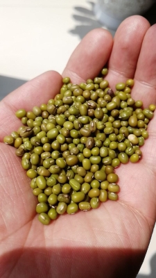 赤峰綠豆加工廠地址電話號碼-第1張圖片