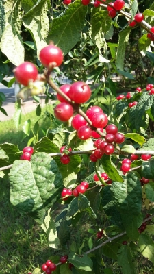 赤峰西山高爾夫球場電話號(hào)碼-第1張圖片