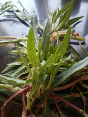 赤峰收購(gòu)草子電話地址是多少號(hào)-第1張圖片