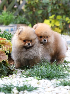 赤峰市愛寵閣電話地址查詢-第1張圖片