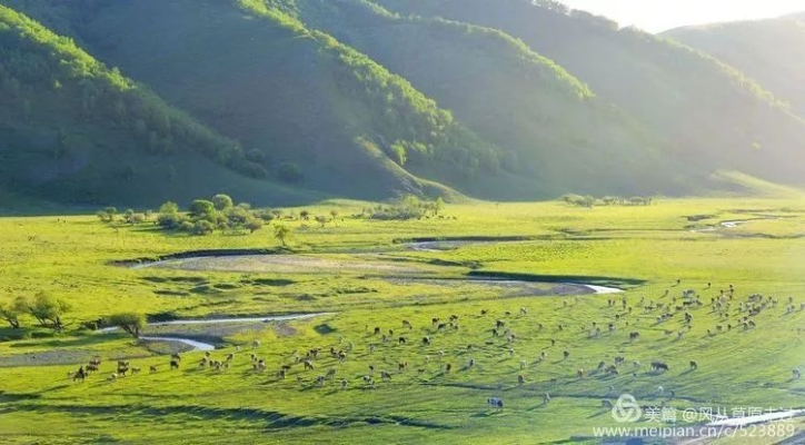 赤峰牛犢收售地址電話號(hào)碼是多少-第1張圖片