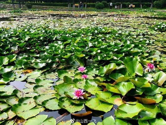 赤峰橋北荷花池社區(qū)電話號(hào)碼-第1張圖片
