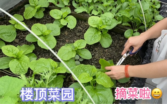 赤峰黃瓜采摘基地電話號(hào)碼查詢(xún)-第1張圖片