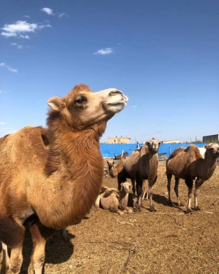 赤峰駱駝酒廠地址電話是多少號-第1張圖片