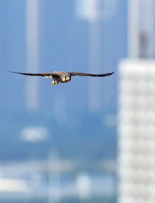赤峰市飛行員廠電話號碼-第1張圖片