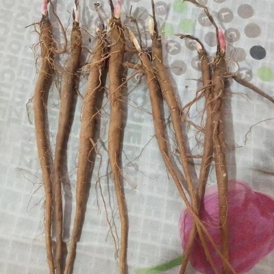 赤峰中藥藥材種植基地電話號碼-第1張圖片