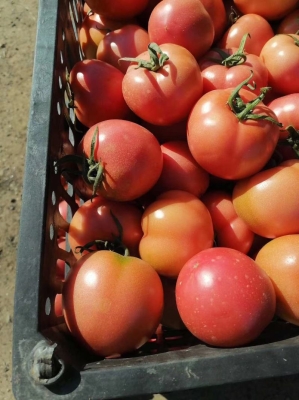 赤峰松山區(qū)苯板廠電話多少-第1張圖片