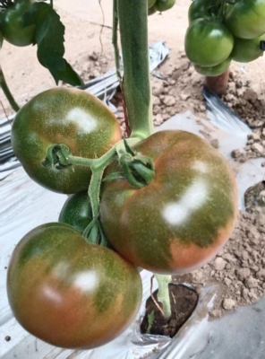 赤峰電動粉草機(jī)廠家電話號碼-第1張圖片