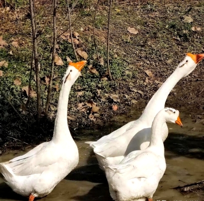 赤峰大鵝萬悅城店電話號碼-第1張圖片