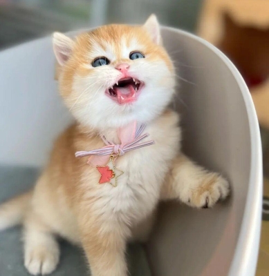 赤峰市領(lǐng)養(yǎng)貓咪地址電話號(hào)碼-第1張圖片