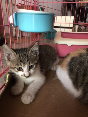 赤峰領養(yǎng)小貓咪電話號碼查詢-第1張圖片