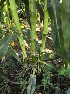 赤峰豬喉骨批發(fā)零售電話號碼-第1張圖片