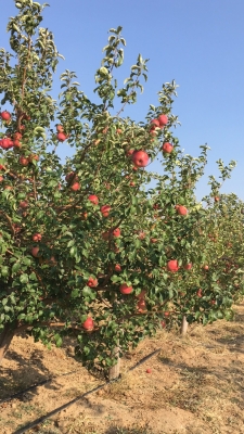 赤峰蘋果經(jīng)銷商電話號(hào)碼查詢-第1張圖片