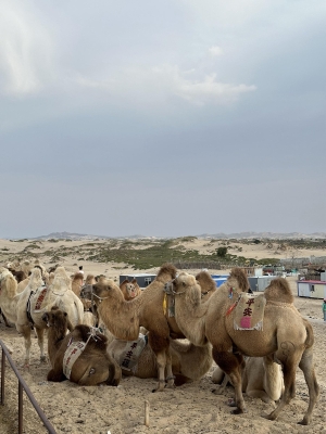 赤峰穿梭機(jī)廠家直供電話號碼-第1張圖片