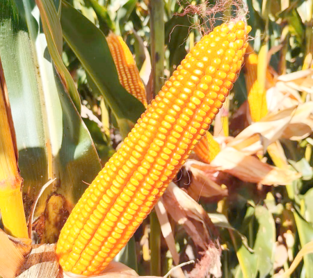 赤峰市正大方圓藥店電話號碼-第1張圖片