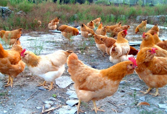 赤峰蛋雞苗養(yǎng)殖場(chǎng)地址電話號(hào)碼-第1張圖片