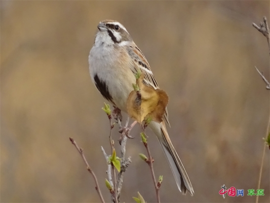 赤峰野生動(dòng)物舉報(bào)網(wǎng)站電話是多少-第1張圖片