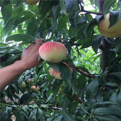 赤峰烤煙批發(fā)電話號碼多少號-第1張圖片