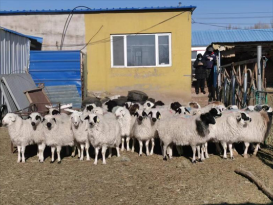 赤峰羊養(yǎng)殖廠電話多少號-第1張圖片