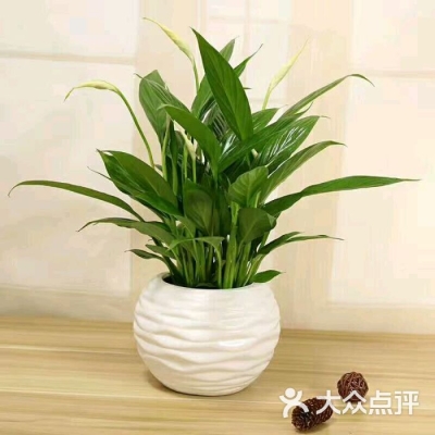 赤峰南園花藝店電話多少號-第1張圖片