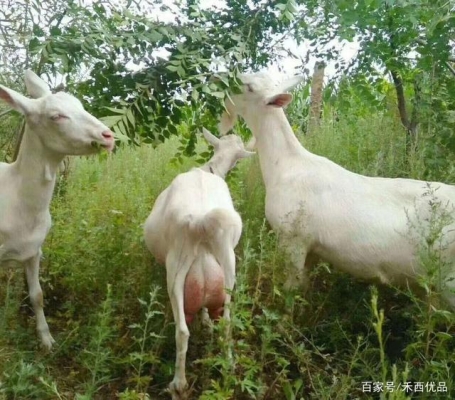 赤峰賣(mài)奶山羊的電話號(hào)碼是多少-第1張圖片