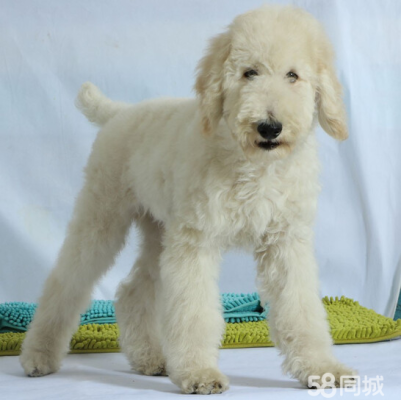 赤峰賣巨貴犬的地方電話號碼-第1張圖片