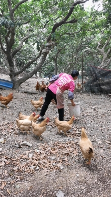 赤峰養(yǎng)雞場聯(lián)系方式電話號碼-第1張圖片