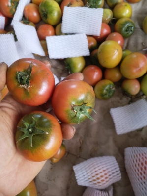 赤峰鹿苗批發(fā)市場(chǎng)電話號(hào)碼-第1張圖片