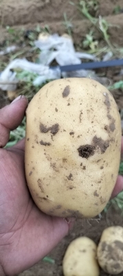 赤峰土豆經(jīng)紀(jì)人電話(huà)號(hào)碼是多少-第1張圖片