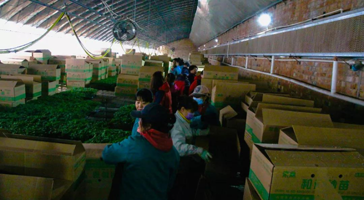 赤峰番茄定植基地電話是多少號-第1張圖片