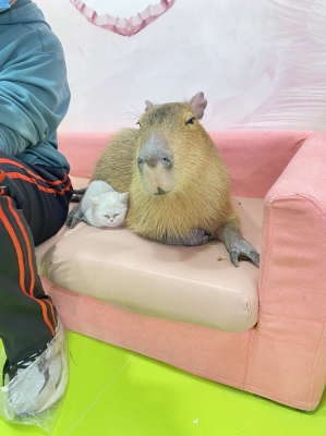 赤峰海洋館水豚館電話號碼-第1張圖片