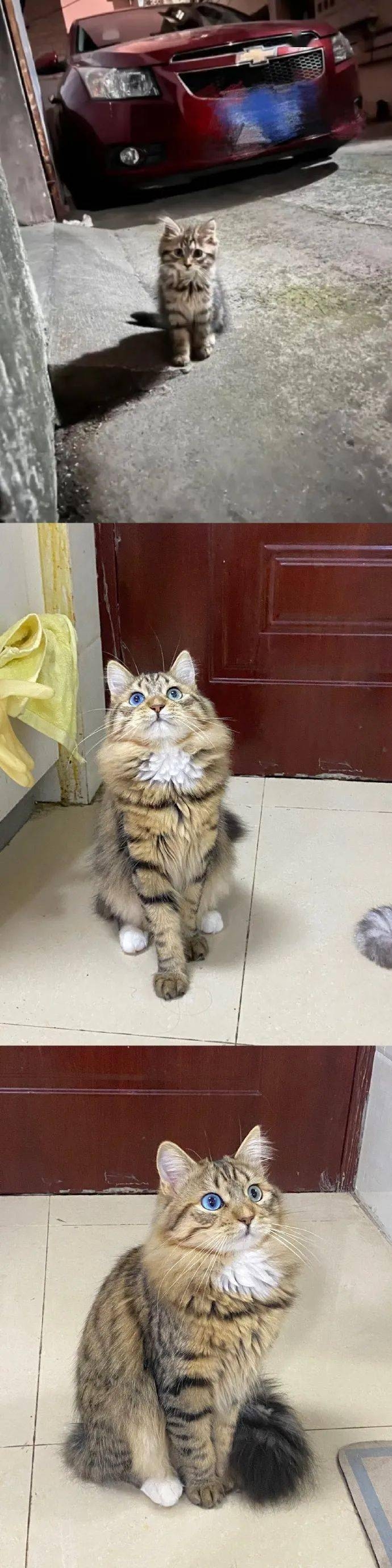 赤峰收養(yǎng)貓咪電話號碼多少號-第1張圖片