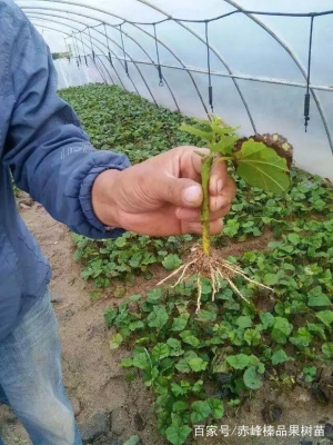 內(nèi)蒙赤峰育苗基地電話號碼查詢-第1張圖片