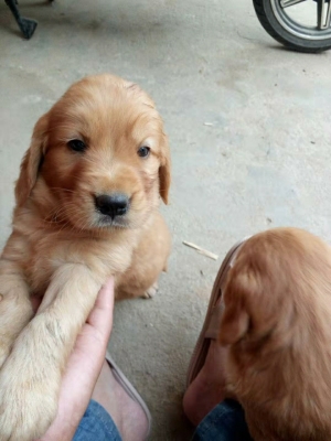 赤峰金毛交易市場電話地址查詢-第1張圖片