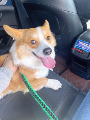 赤峰市狗狗店電話地址查詢(xún)號(hào)碼-第1張圖片