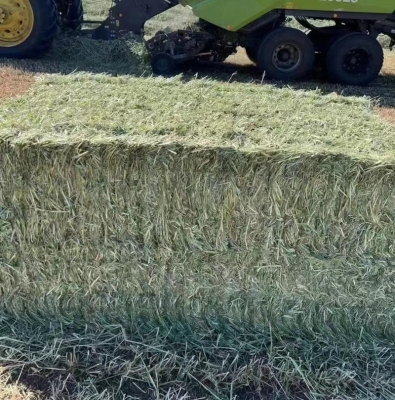 天山燕麥草基地-第1張圖片