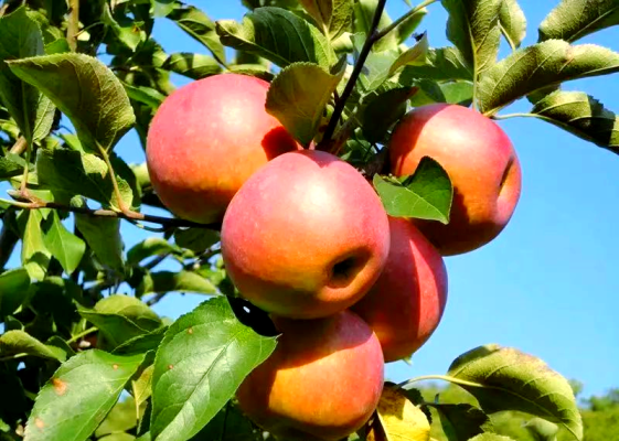 赤峰賣果蔬粉的地方電話號(hào)碼-第1張圖片