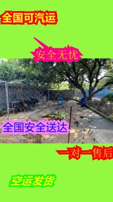 赤峰比熊血統(tǒng)犬舍電話地址查詢-第1張圖片