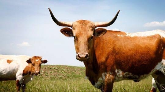 赤峰林東大型養(yǎng)牛廠電話號(hào)碼-第1張圖片