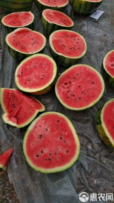 赤峰甜王西瓜種植基地電話號碼-第1張圖片