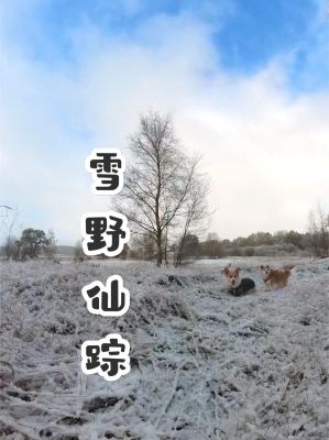 赤峰邊牧交流群電話號碼查詢-第1張圖片