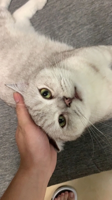 赤峰小呂寵物店電話號碼多少-第1張圖片