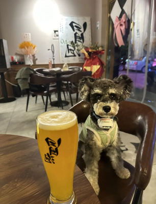 赤峰寵物狗直售網(wǎng)站電話號(hào)碼-第1張圖片