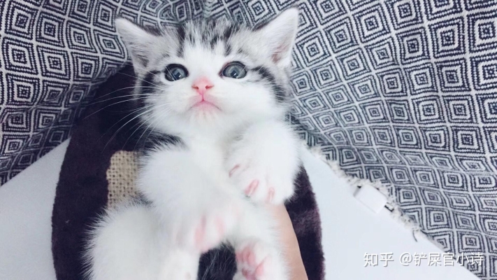 赤峰賣(mài)貓糧的電話(huà)號(hào)碼是多少-第1張圖片