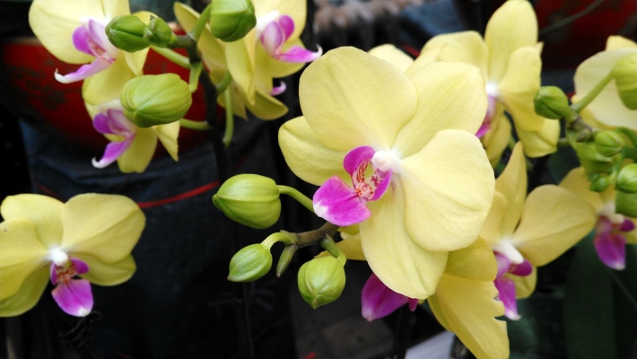 赤峰雨潤(rùn)花卉批發(fā)電話號(hào)碼查詢-第1張圖片