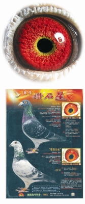 赤峰信鴿拍賣網(wǎng)電話是多少號-第1張圖片