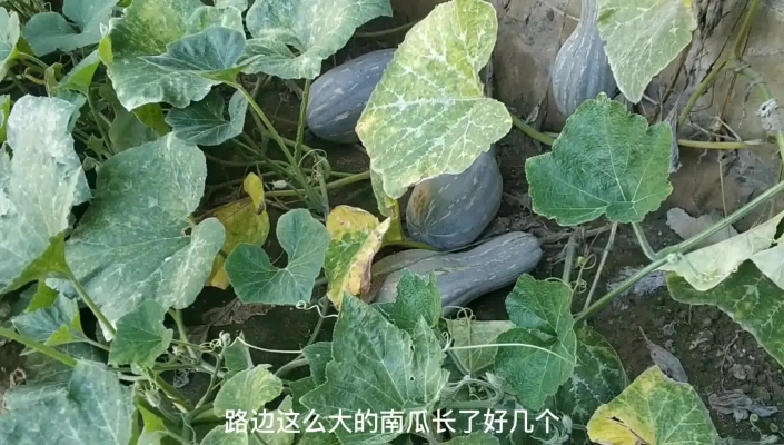 赤峰市收大棗的地方電話號碼-第1張圖片