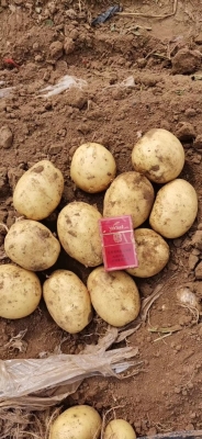 赤峰土豆包裝廠家電話號碼-第1張圖片