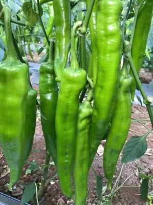 赤峰辣椒種子公司電話地址查詢-第1張圖片